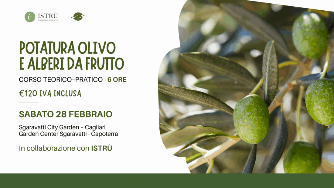 Corso di potatura olivo e alberi da frutto
