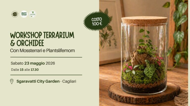 terrarium con orchidea