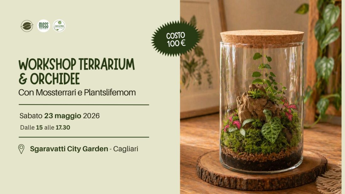 terrarium con orchidea