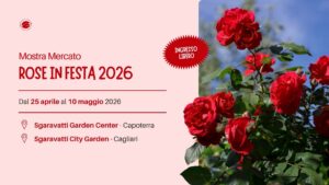 Rose in festa