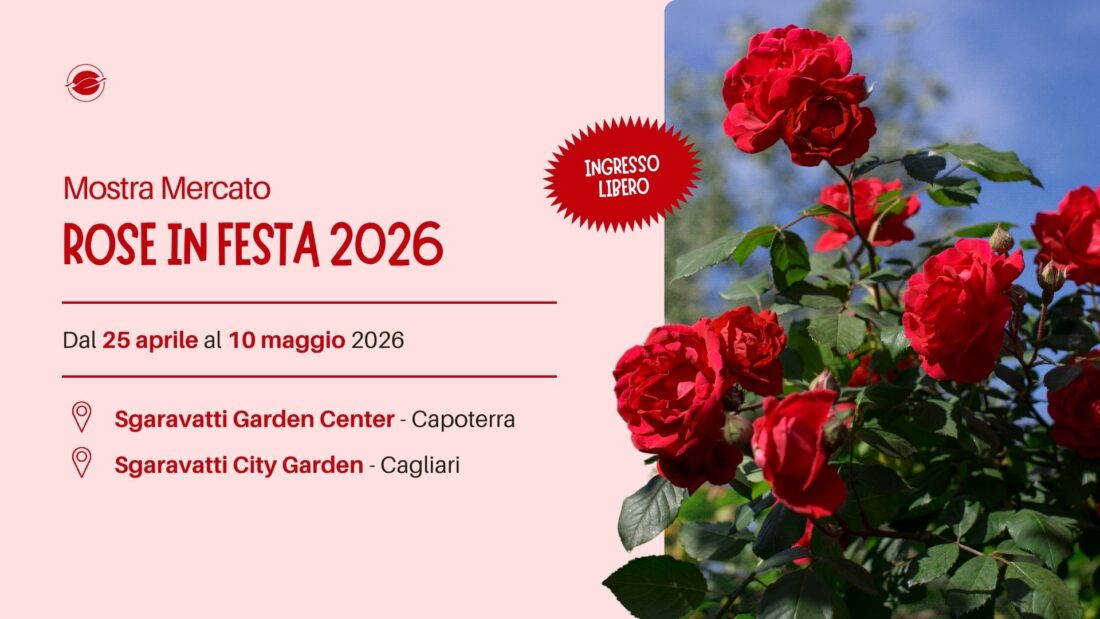Rose in festa