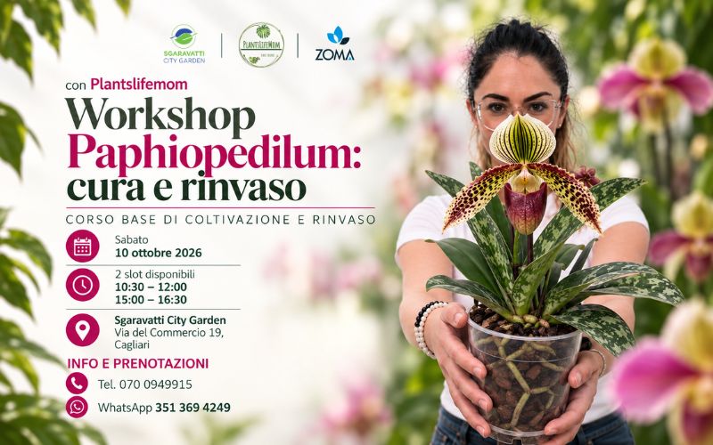 workshop paphiopedilum