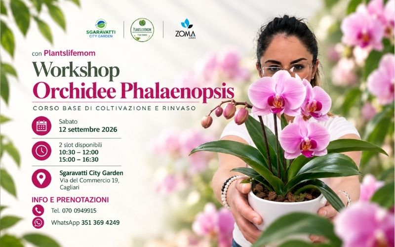 workshop phalaenopsis